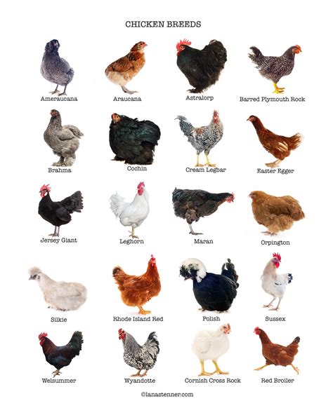 The Intriguing Universe of Poultry Breeds and Varieties