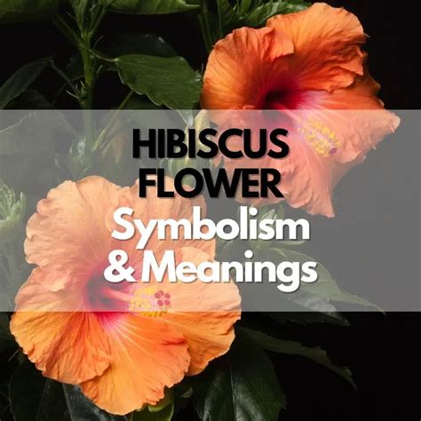 The Journey and Symbolism of Crimson Hibiscus