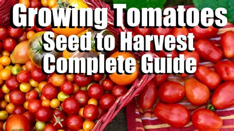 The Journey from Seed to Table: Understanding the Tomato Harvest Process