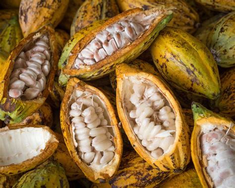 The Journey of a Delectable Treat: Unraveling the Origins and Transformation of Cacao