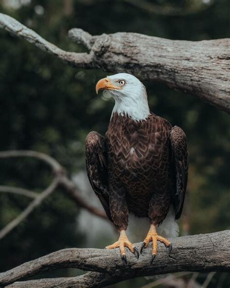 The Joy of Freedom: Understanding the Liberation of Soaring through the Skies