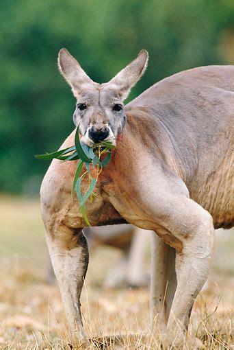 The Kangaroo: A Powerful and Graceful Creature