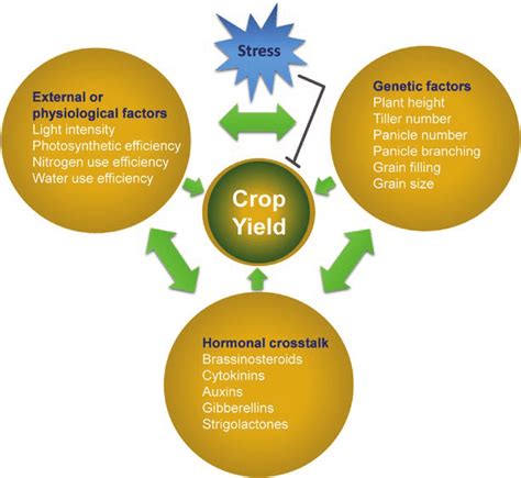 The Key Factors for Achieving High Crop Yields