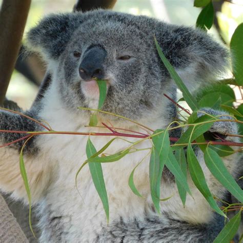 The Koala's Diet: Exploring their Specialized Eucalyptus Diet