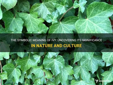 The Language of Ivy: Exploring its Symbolic Meanings in Various Cultures