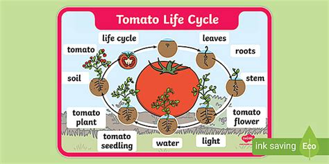 The Life Stage of Antonela Perez