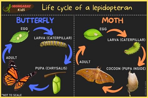 The Lifecycle of Butterflies and Moths: From Tiny Eggs to Magnificent Wings