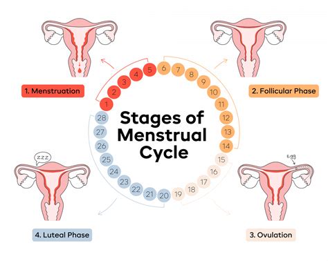 The Link Between Dreams of Menstrual Flow and Female Empowerment
