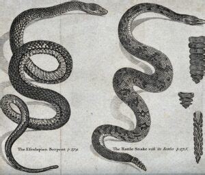 The Link between Serpents and Metamorphosis