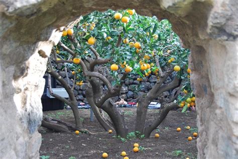 The Magical Journey Begins: Planning a Citrus Garden
