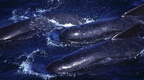 The Majestic Pilot Whale: An Enigmatic Jewel of the Ocean