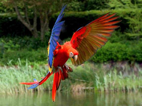The Majestic and Exquisite Red Macaw Parrot