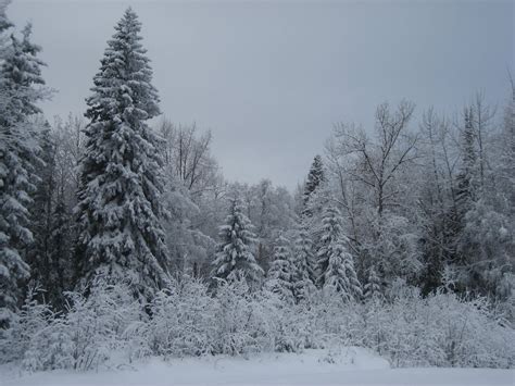 The Majesty of Freshly Fallen Snow