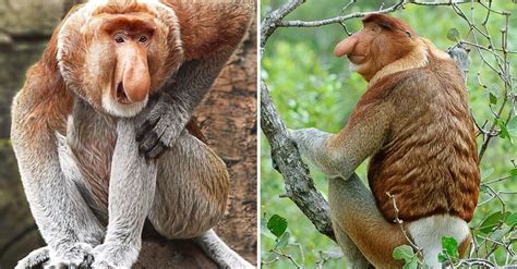 The Marvel of Enormous Primates: Unveiling the Cultural Importance