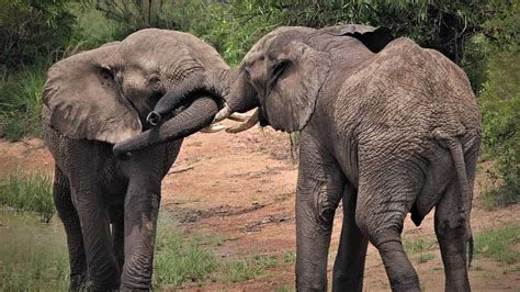 The Mating Ritual: Exploring the Profound Symbolism of Elephant Courtship