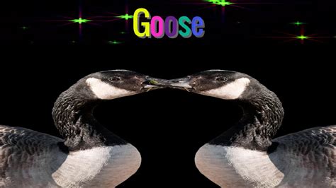 The Meaning Behind the Symbolic Power of a Goose in Reveries