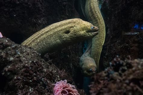 The Meaning of Eels in Dreams
