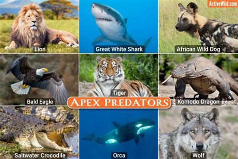 The Meaning of Encountering a Powerful Apex Predator in Your Home