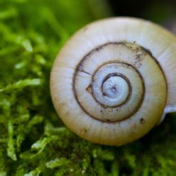 The Meaning of Snails in Different Cultures