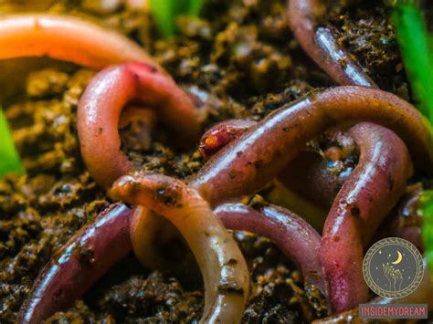 The Meaningful Significance of Earthworms in One's Dreams