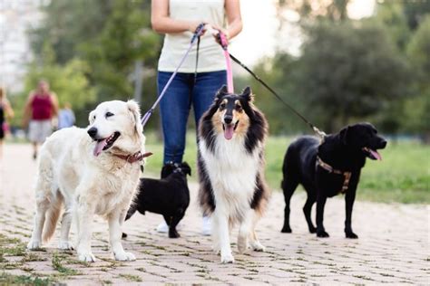 The Mental and Physical Advantages of Canine Strolls