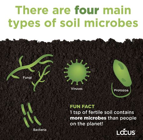 The Microbial Maze: Decrypting the Role of Bacteria in Obscure Soil