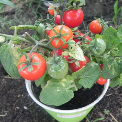 The Multifaceted Nature of Petite Tomatoes