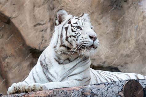 The Mysterious Elegance: Unveiling the Breathtaking Albino Bengal Panther