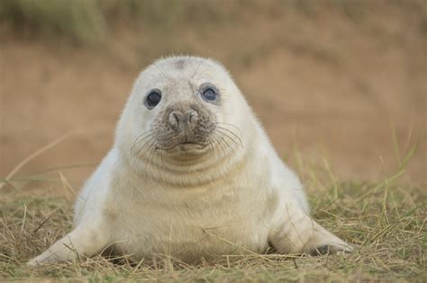 The Mysterious Grey Seal: Exploring Its Habits and Characteristics