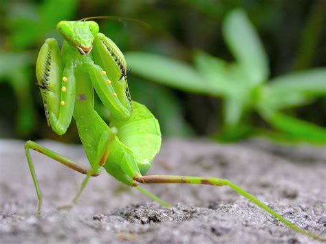 The Mysterious Praying Mantis: Intriguing Insights and Behaviors
