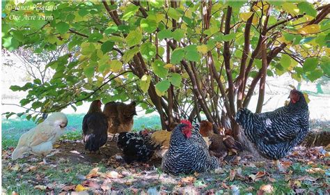 The Natural Way: Nurturing Chickens in their Wild Habitat