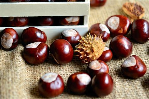 The Nut of Abundance: Exploring the Symbolism of Chestnuts