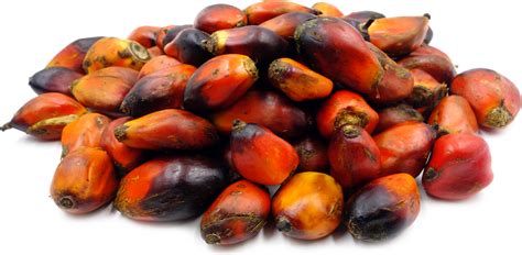 The Nutritional Powerhouse of Mature Palm Nuts