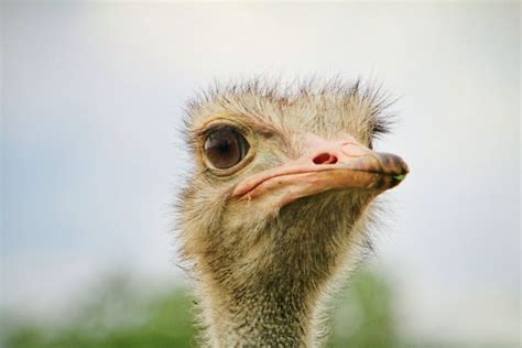 The Ominous Symbolism of an Ostrich's Bite