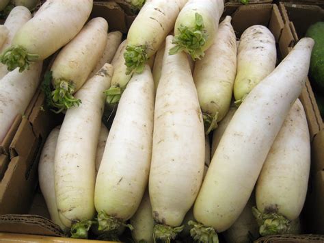 The Origin of White Radish: Tracing Its Cultural and Historical Significance