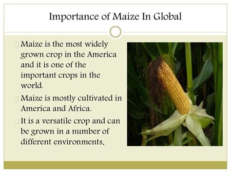 The Origins and Historical Significance of Maize