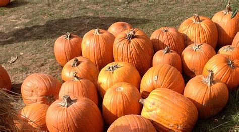 The Origins and History of Pumpkin Squash