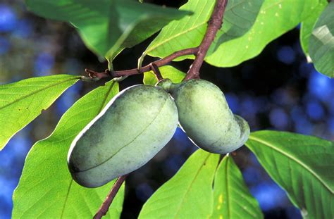The Origins and History of the Pawpaw Fruit