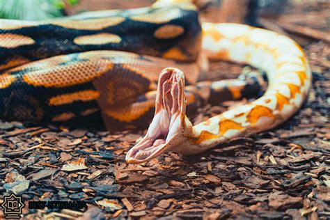 The Origins of Dreams Involving Snakes Attacking the Abdomen