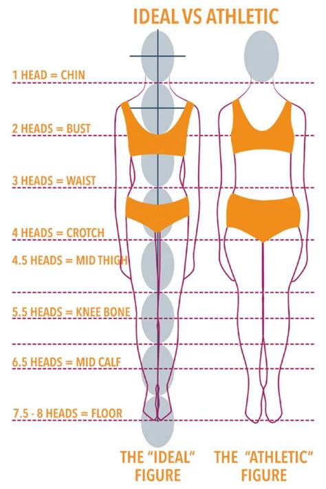 The Perfect Proportions: Barbara's Physical Measurements