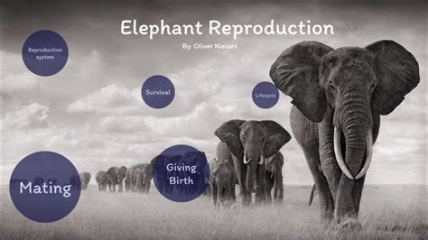 The Personal Connection: Reflections on the Significance of Dreams Depicting Elephant Reproduction for Individuals