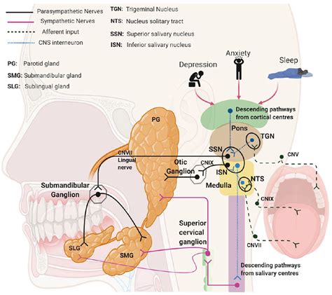 The Physical Factors Behind the Regurgitation of Saliva in Dream States