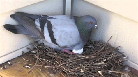 The Pigeon Nest: A Sign of Home and Security