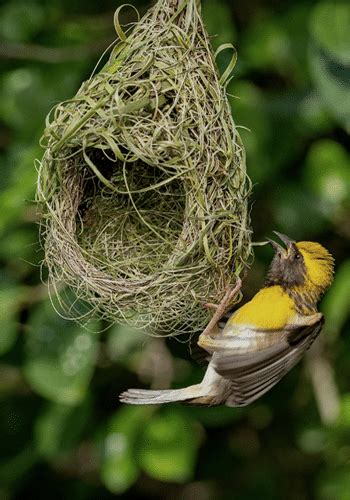 The Pigeon Nest and Peace: Exploring its Spiritual Significance