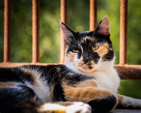 The Popularity of Calico Cats: Why These Vibrantly-Colored Felines Win Our Affection