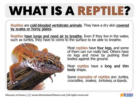 The Possible Meanings of a Reptile in Your Vehicle Vision