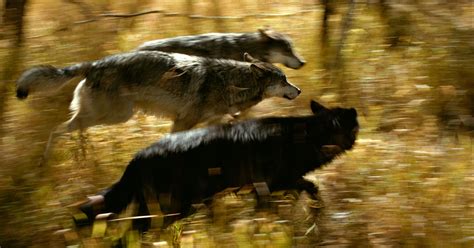 The Power Dynamics: Wolves as Predators