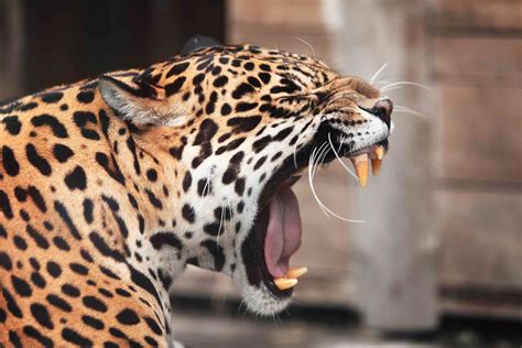 The Power and Ferocity of the Jaguar