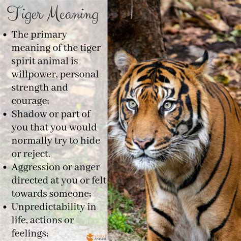 The Power and Significance Behind the Majestic Tiger Symbol