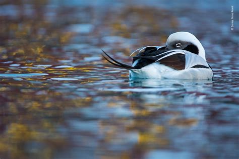 The Power of Colors: Examining the Appearance of Ducks in Dreams